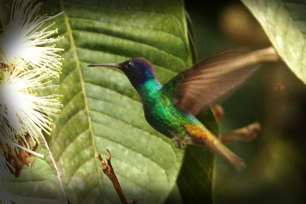 Avistamiento de Aves